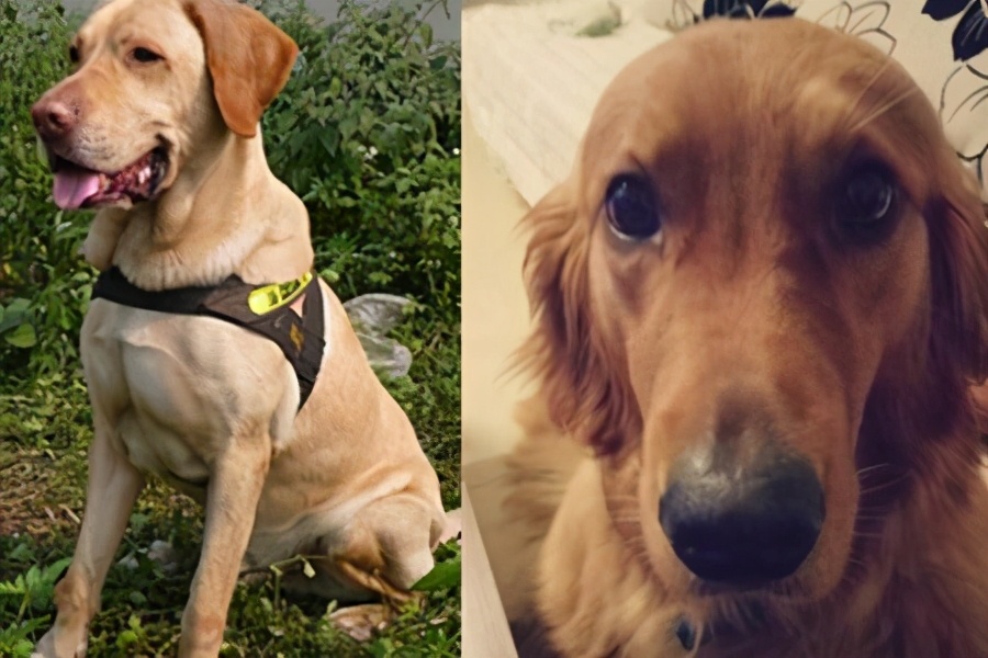 拉布拉多犬和金毛犬哪个最多,拉布拉多犬和金毛犬标准身高