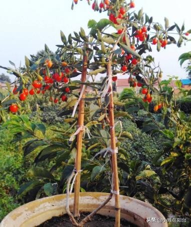 养花不如种姜,养花不如种鸡蛋