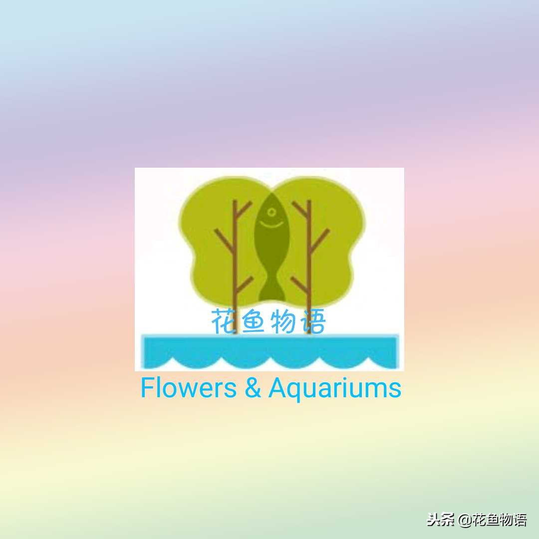 鎏金金鱼资深鱼友,鎏金鱼金鱼品种图片