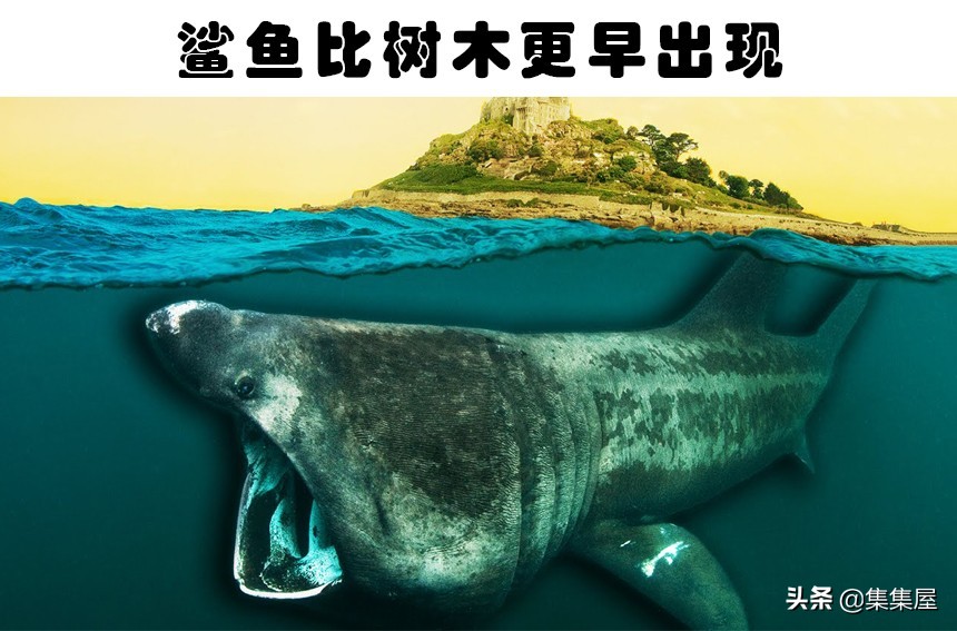 水獭相关知识科普,关于水獭的知识科普