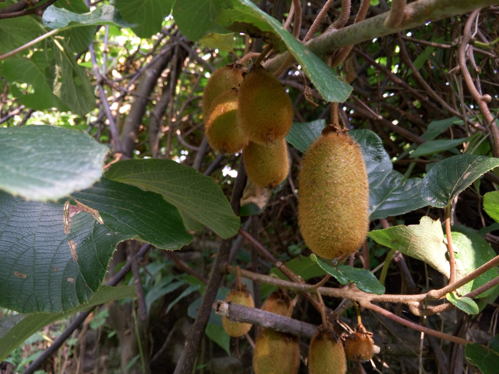 野蜂的口粮极为珍稀，一年等一次，再危险我们也要去“盗”一些！