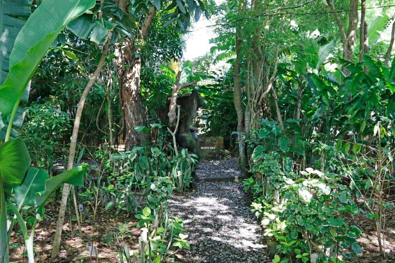 一杯咖啡卖到6200元,全网最正宗的猫屎咖啡