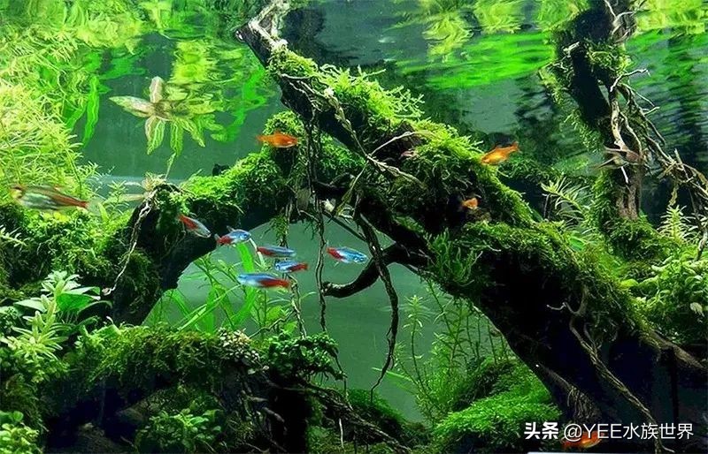 观赏鱼新手入门推荐,观赏鱼新手入门教程