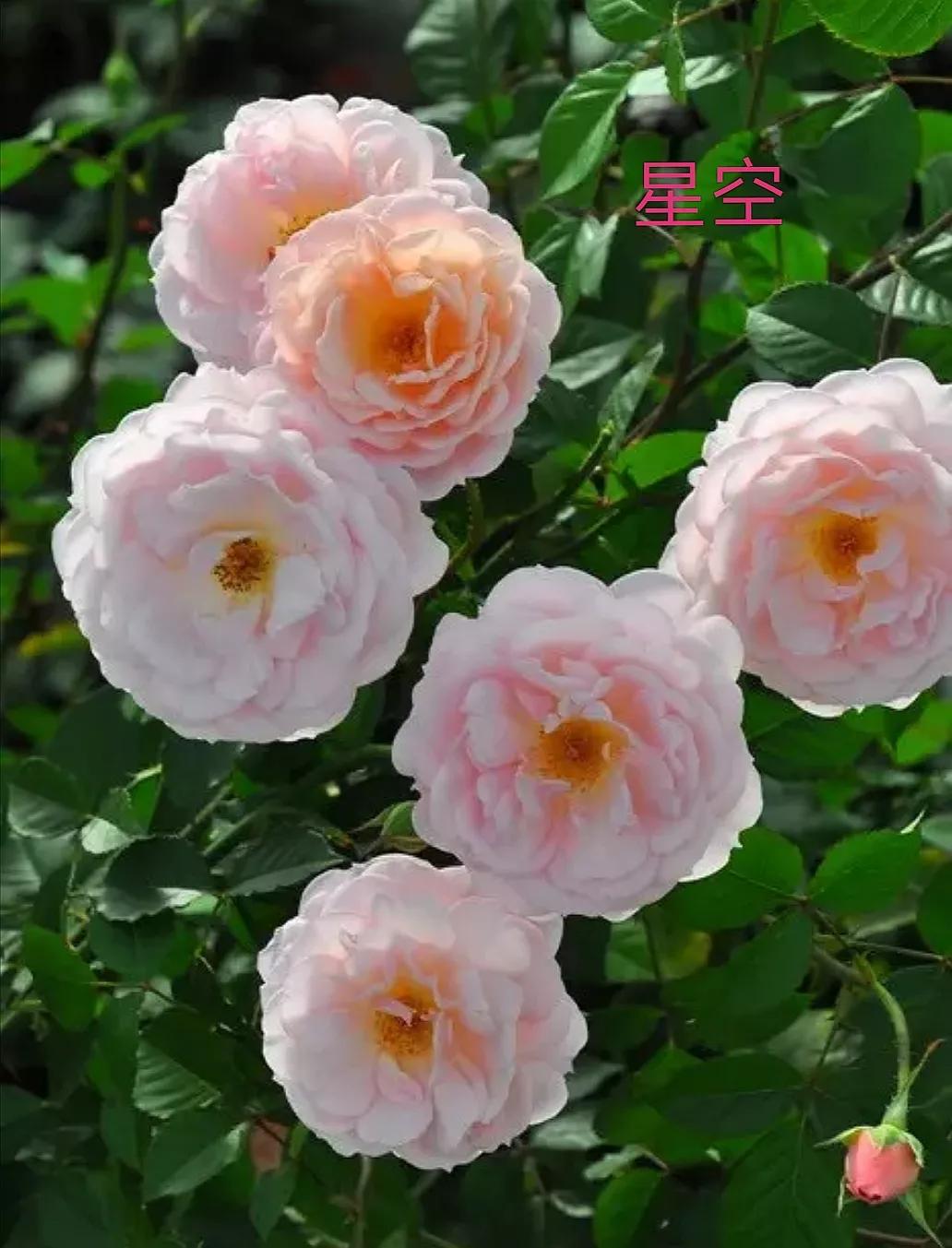 木村卓功推荐的月季,木村卓功月季