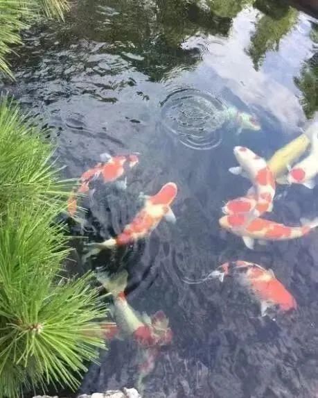 锦鲤怎样补蛋白质最快最有效,锦鲤饲料增体和增色专用料