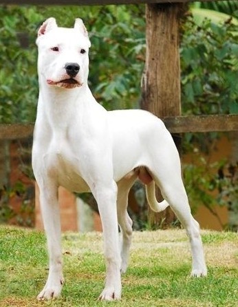 世上最罕见的狗品种图片,全世界狗品种视频