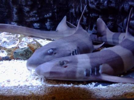 恐龙是如何从两亿年前灭绝的,几十亿年前恐龙真的全部灭绝了吗