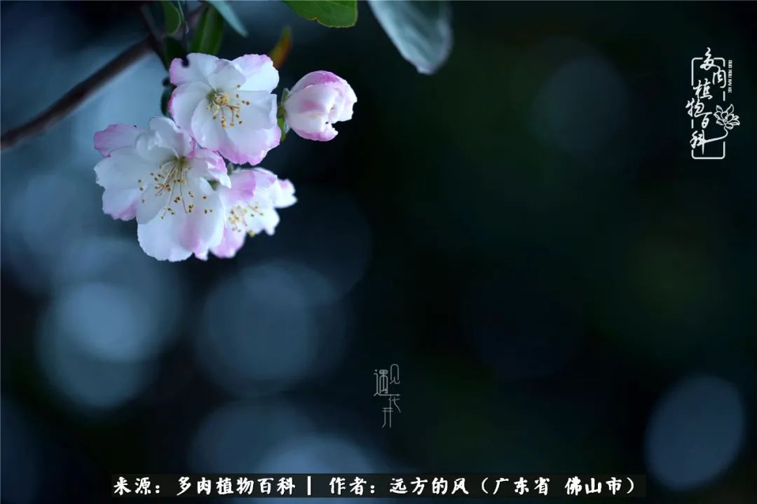 那些花儿在每个角落静静为你开着,那些花儿在每个角落静静地绽放