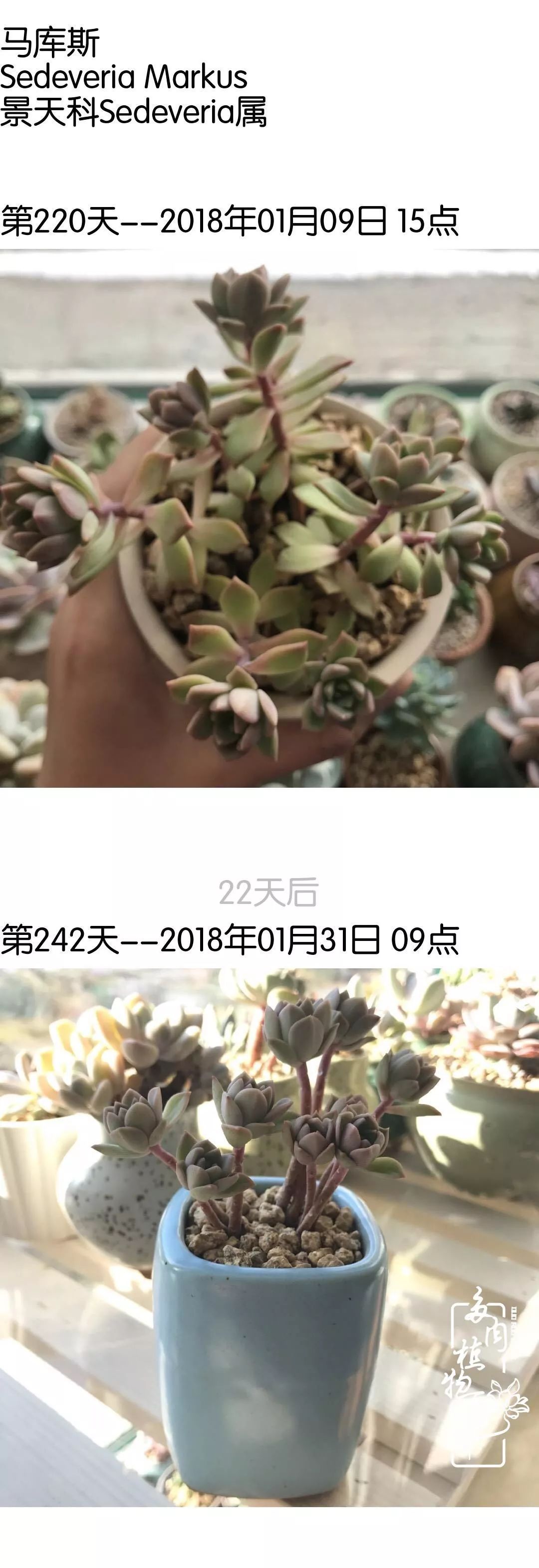 多肉隔着玻璃晒太阳效果好吗,隔着玻璃养的多肉照样长得好