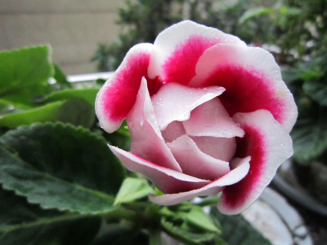 重瓣大岩桐四季开花盆栽,阳台养护大岩桐开花200多天