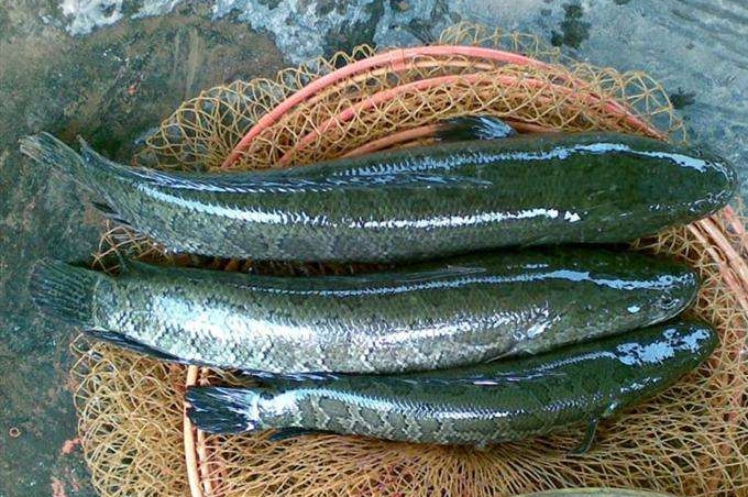 二十年老鱼塘钓黑鱼,黑鱼怎么钓又简单又好