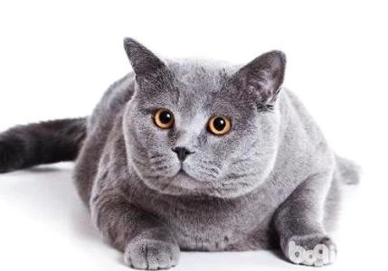 猫吃哪款益生菌比较好,猫用益生菌和人用的益生菌