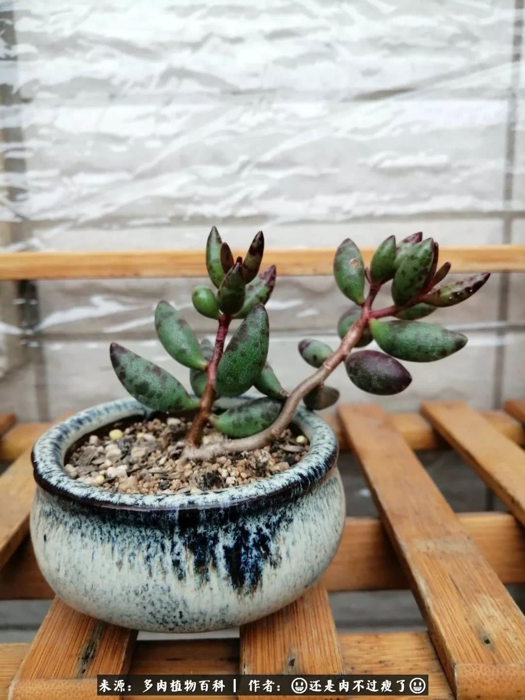 日照弘一法师,日照法师请师父