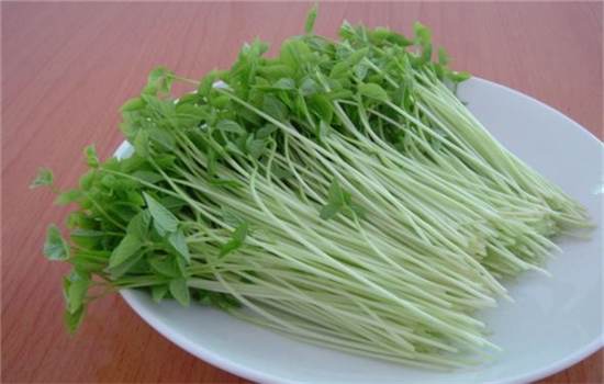 免费学习芽苗菜技术,学习芽苗菜种植