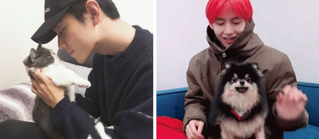 宠物比人吃得好,宠物比人金贵系列