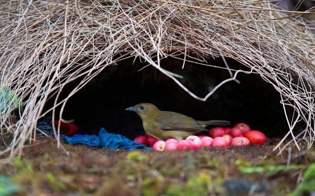 30个关于动物的冷知识,关于动物的冷知识50字