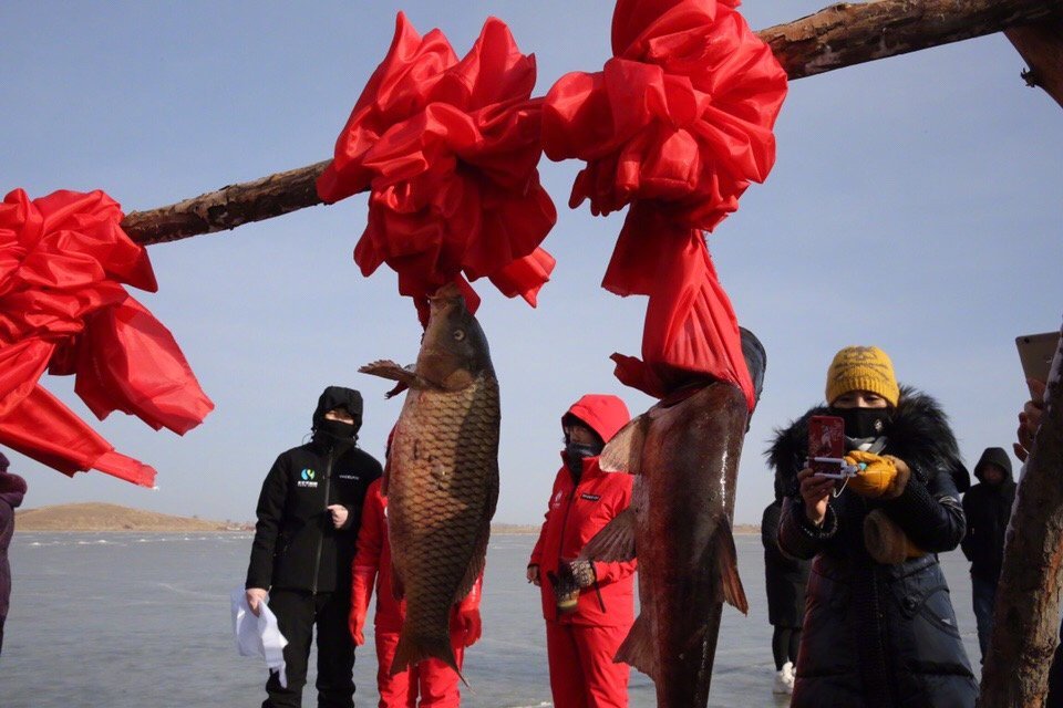 冰钓头鱼拍卖,冰湖捕鱼头鱼拍卖