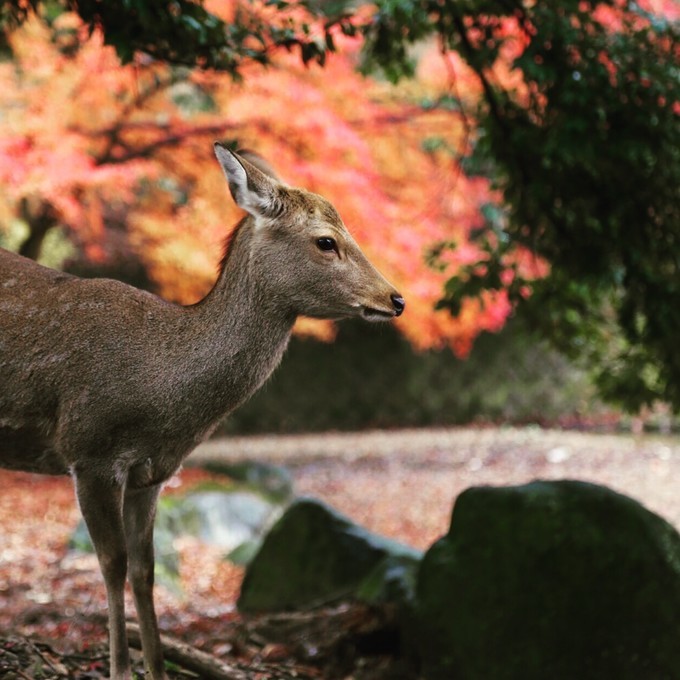 日本京都枫叶季旅游攻略,日本关西赏枫旅游攻略