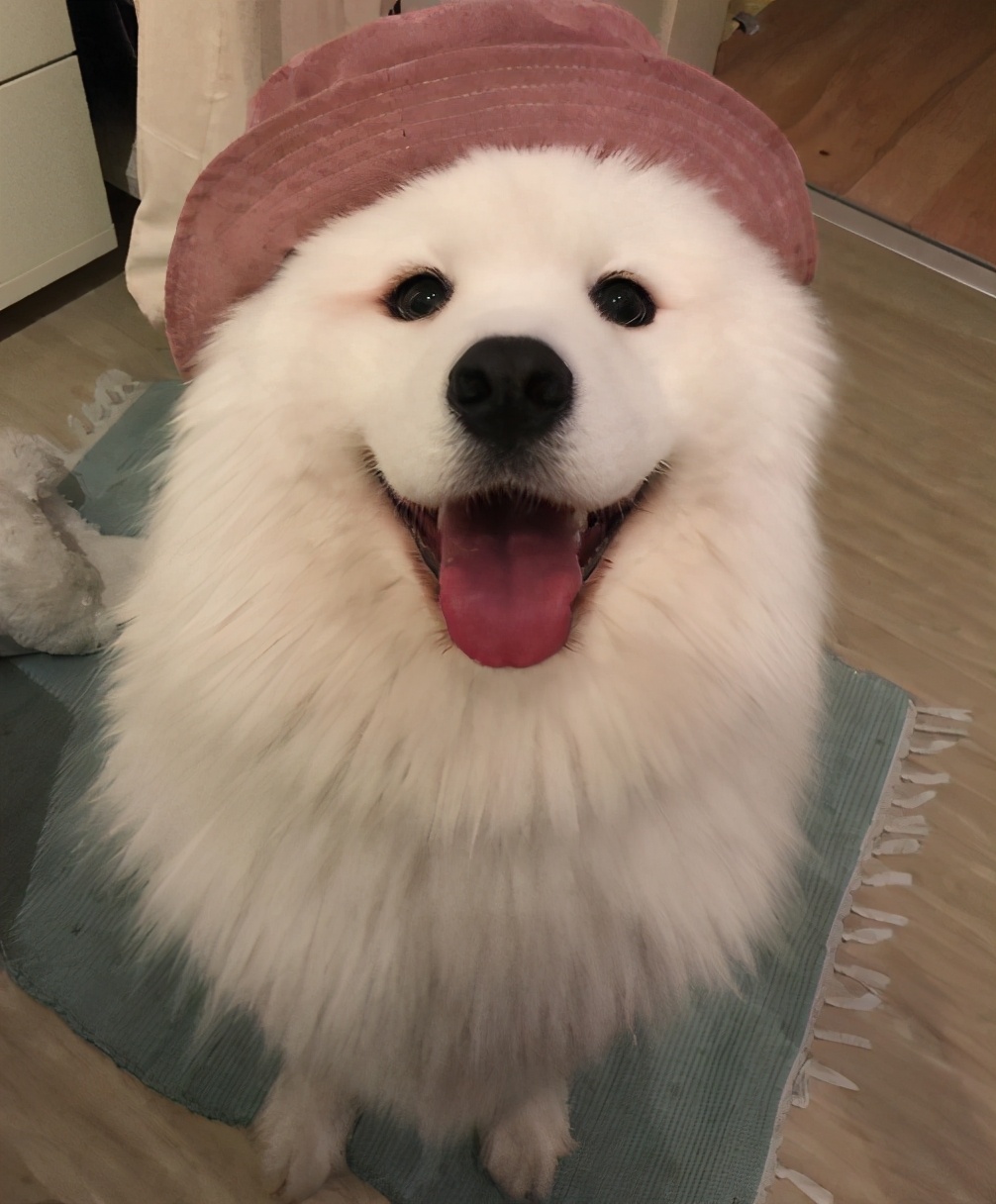 这几种食物会让狗狗身体坏掉,喂食的六大禁忌