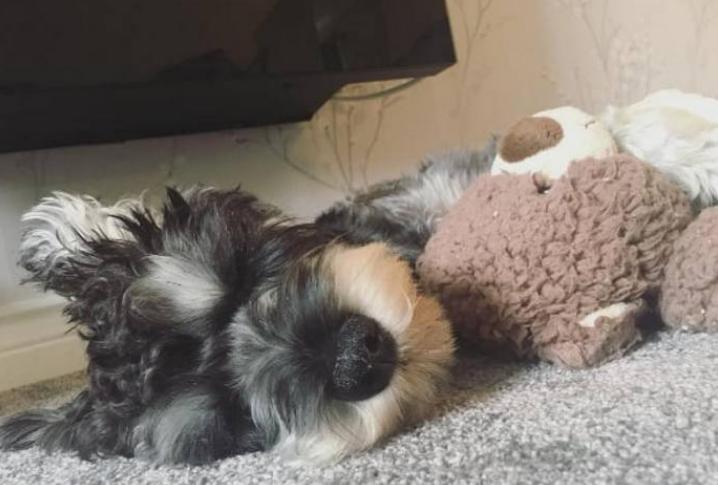 雪纳瑞和什么品种一起养比较好,雪纳瑞母的好养还是公的好养