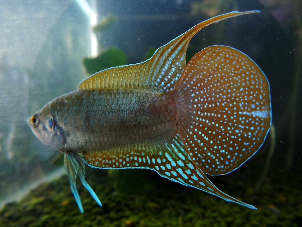 中国外国大型品种观赏鱼,中国观赏鱼都有什么