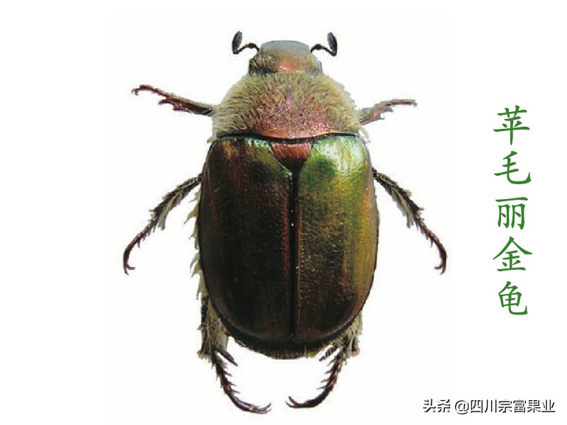 梨子上的金龟子,梨树食心虫钻进果树里怎么防治