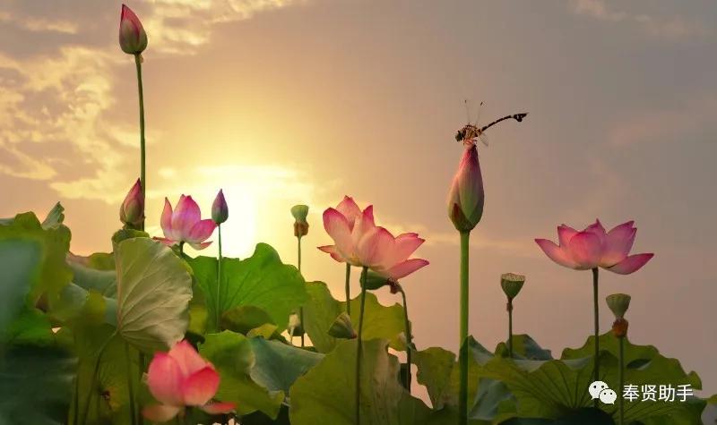 奉贤区南桥镇旅游景点,上海奉贤景点推荐一日游最佳路线