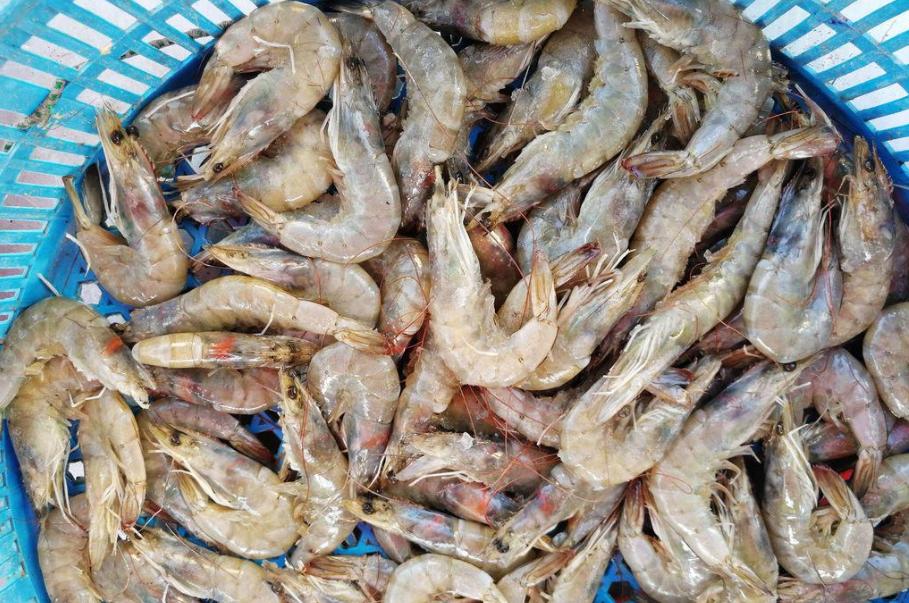 冰鲜虾和冷冻虾的口感,冰鲜虾和冷鲜虾区别