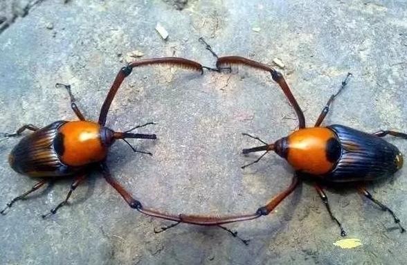 危害竹子的害虫，如今却成了美食，有人专门养殖，百元一斤