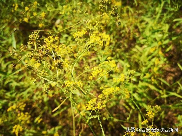 产业扶贫助力农民增收,产业扶贫助力乡村振兴