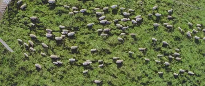 田园牧歌有哪些,田园牧歌纪录片