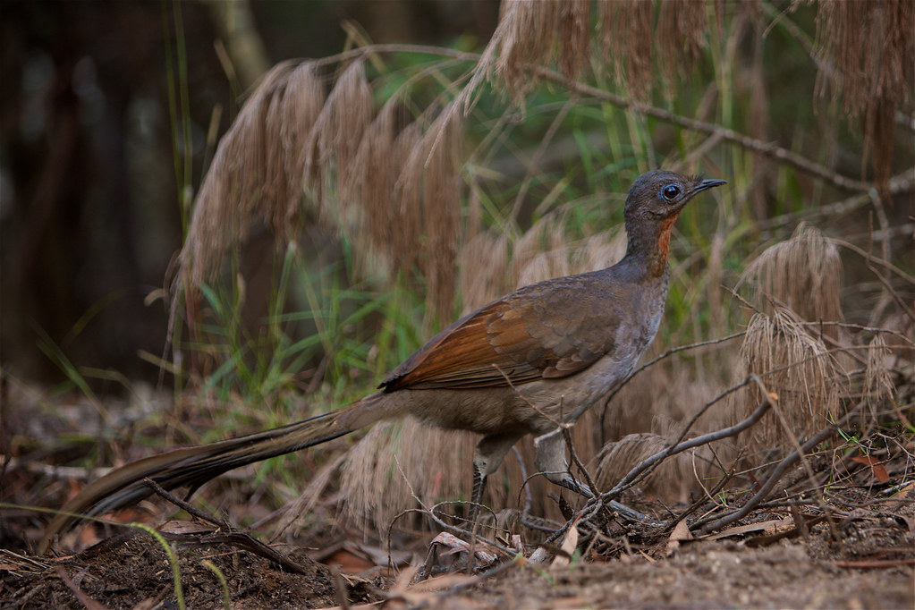 琴鸟模仿鬼叫吓跑人,《琴鸟》模仿其他物种的声音