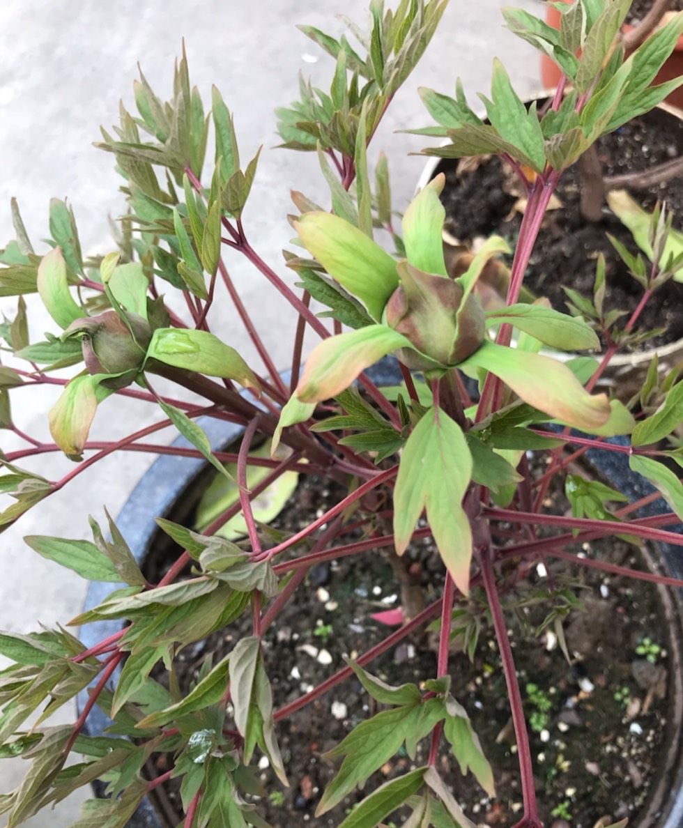 牡丹花怎么栽培开花快,牡丹花怎么栽种才开花