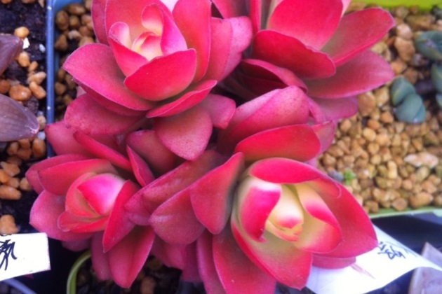 火祭怎么养成绿色的了,火祭夏天怎么养才能长得快