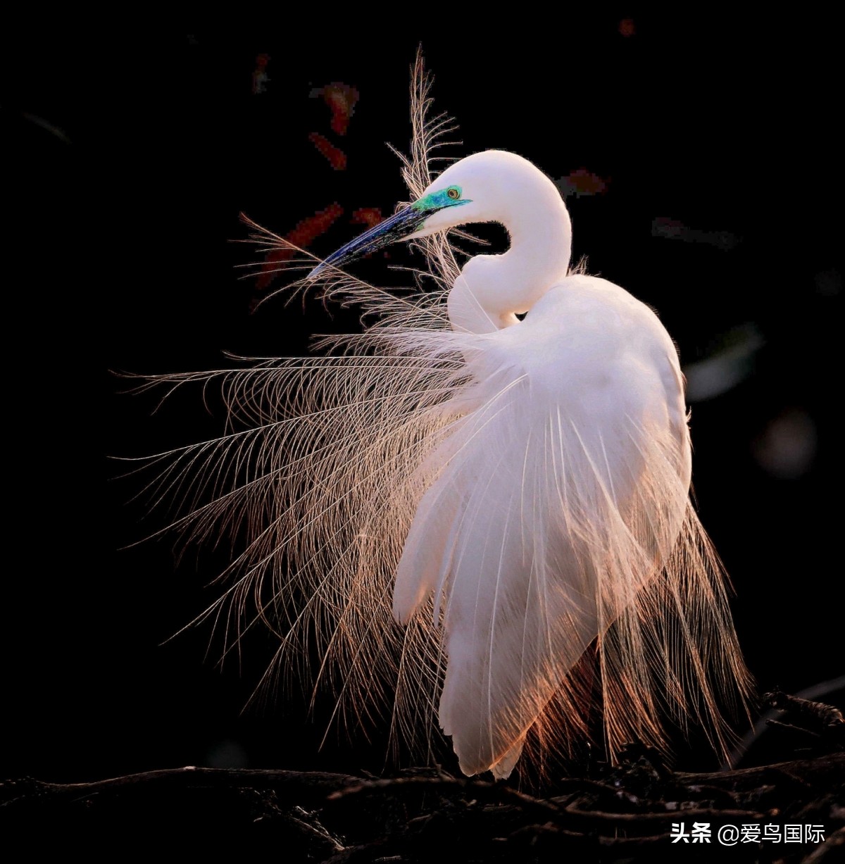 观鸟大年影片,观鸟大年在线观看