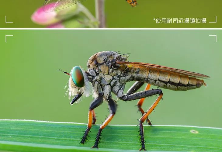 70-200f4能拍啥,70200套件安装视频