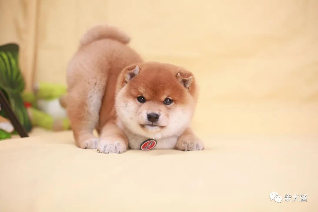 柴犬不听话咬人怎么办,柴犬不听话总是乱跑