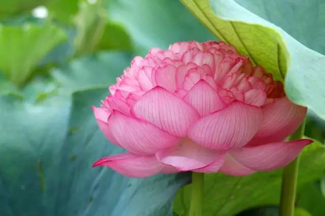 园林设计植物一览表图,神贴十大经典