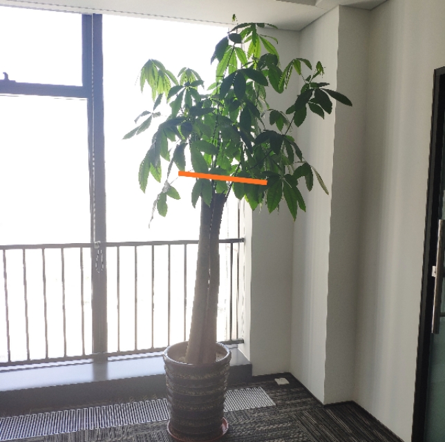 养的花老掉叶子,还越长越乱?老师傅的修剪方法,花越长越旺!