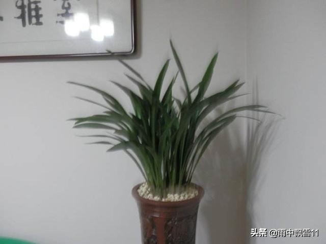 兰花浇水过多和缺水叶尖区别,兰花脱水怎么补救