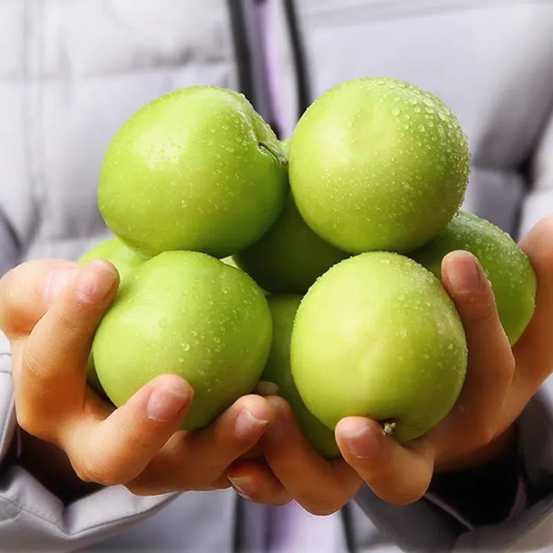 台湾牛奶枣最新品种,台湾特大牛奶枣