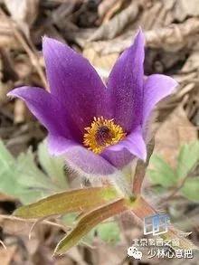 动物中药功效大全,中药药材大全及功效