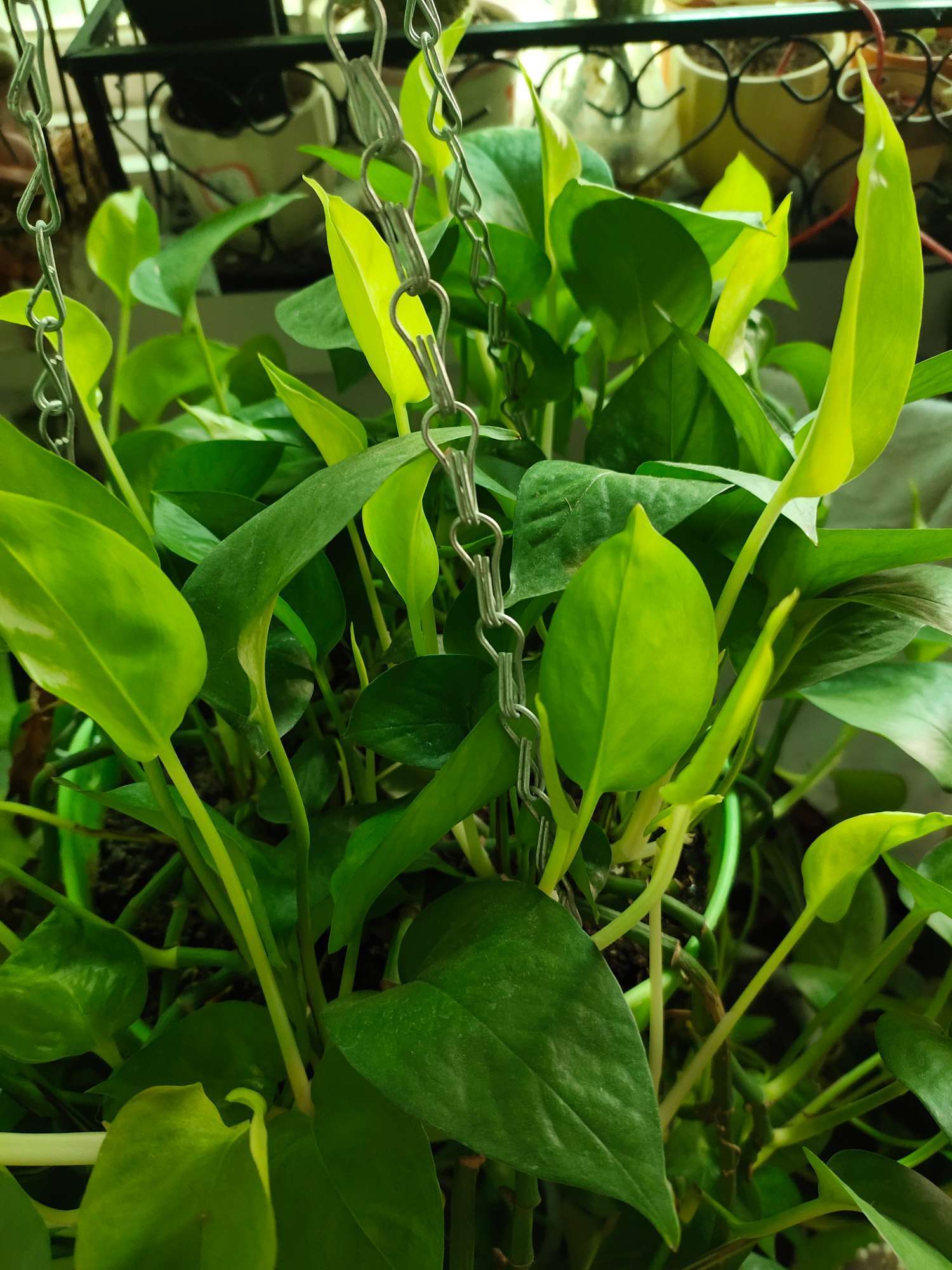 绿萝怎么养才能长得更旺盛,绿萝怎么养不出叉还枝繁叶茂