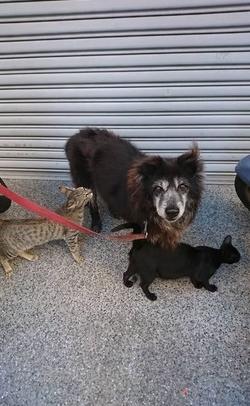 13岁老黑*养送**碰壁　最后安静离去