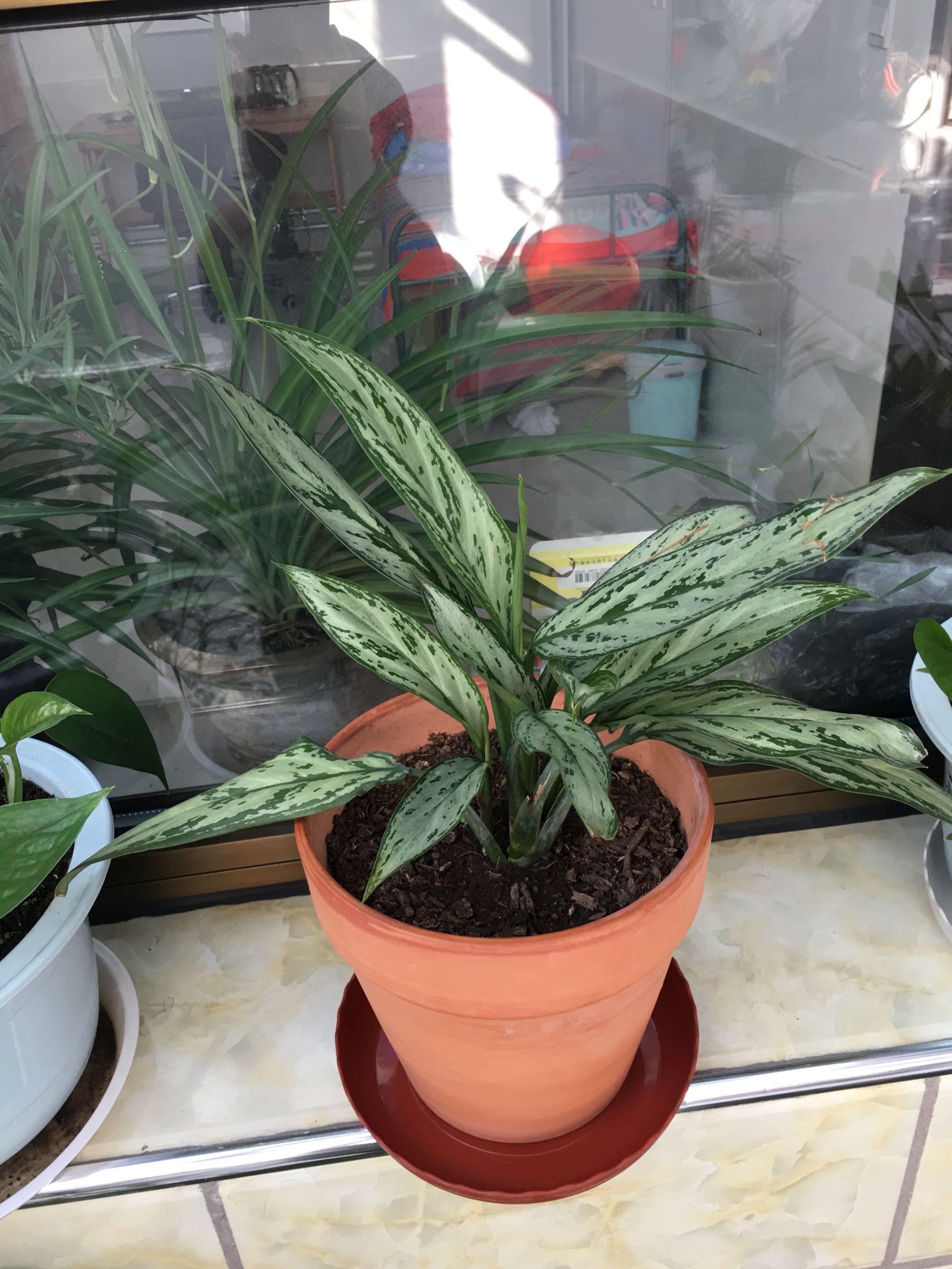 万年青叶子都枯了该怎么修剪,万年青中间干枯怎么修剪