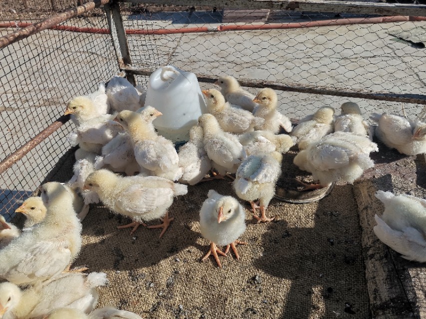 农村土鸡脱温管理,农村新手养鸡注意事项