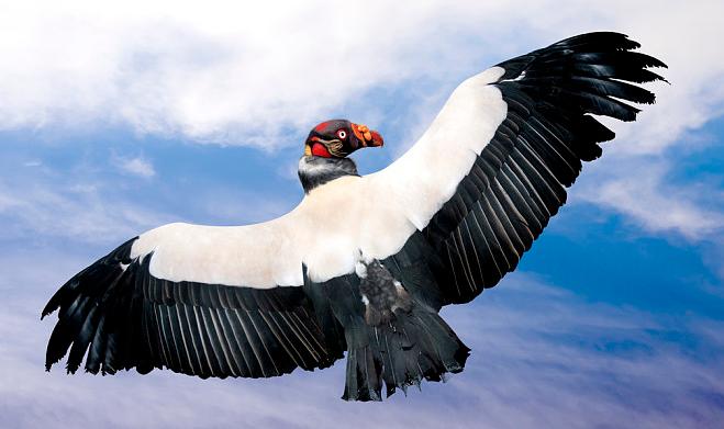 胡兀鹫和秃鹫谁厉害,秃鹫和胡兀鹫生活在一起吗