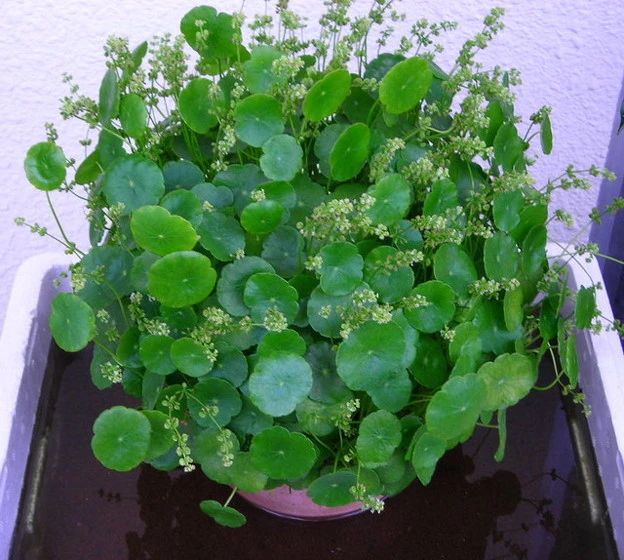铜钱草水养的正确方法和步骤,12种铜钱草怎么养
