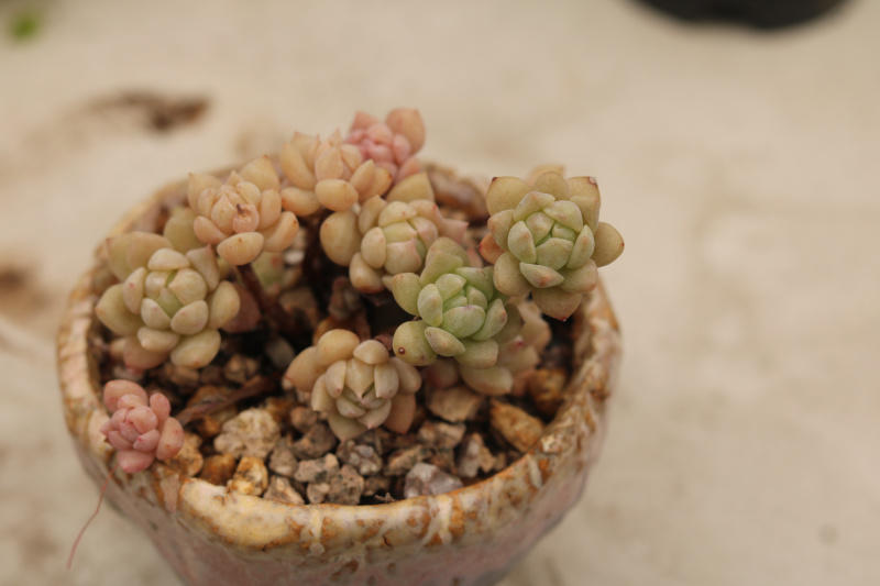 红粉佳人景天科拟石莲属多肉植物,粉蔓莲多肉图片