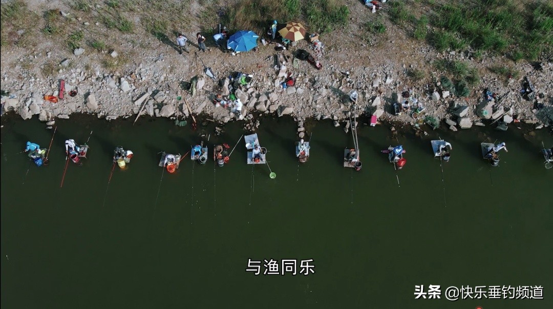 怎样用台钓的方法钓鲻鱼,钓鲻鱼做法